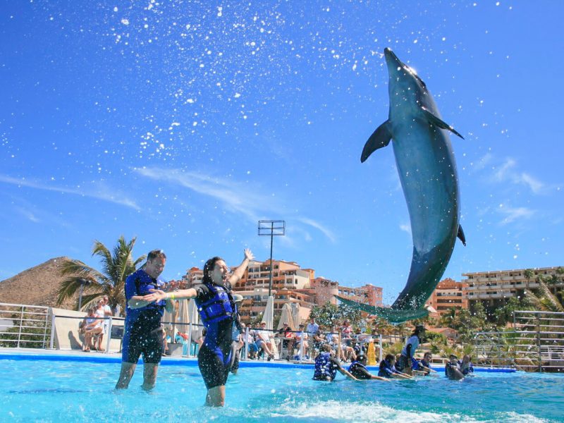 Cabo Dolphin Trainer