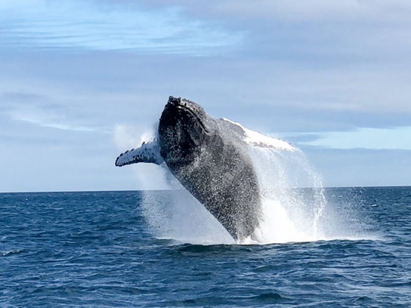 Bajas Whale Watching Tour